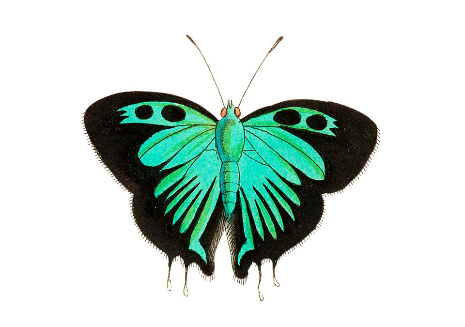 Atys or Black double-tailed Butterfly illustration from The Naturalist's Miscellany (1789-1813) by George Shaw (1751-1813)