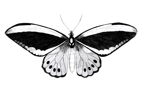 Illustration of papilio from Zoological lectures delivered at the Royal institution in the years 1806-7 illustrated by George Shaw (1751-1813).