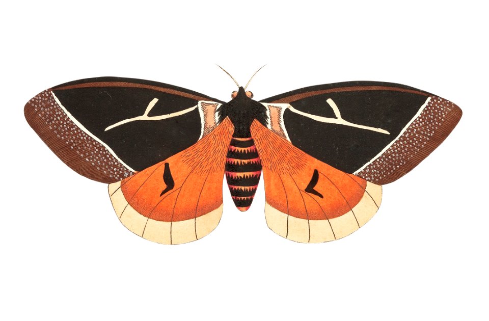 Dirphia tarquinia moth illustration from The Naturalist's Miscellany (1789-1813) by George Shaw (1751-1813)
