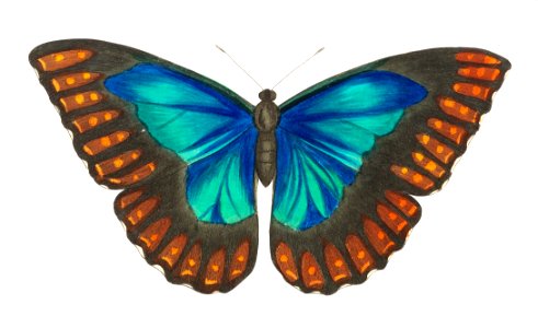 Morpho telemachus or Papilio perseus illustration from The Naturalist's Miscellany (1789-1813) by George Shaw (1751-1813). Free illustration for personal and commercial use.