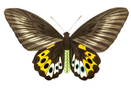 Papilio panthous or Green birdwing (female ventral side) illustration from The Naturalist's Miscellany (1789-1813) by George Shaw (1751-1813). Free illustration for personal and commercial use.