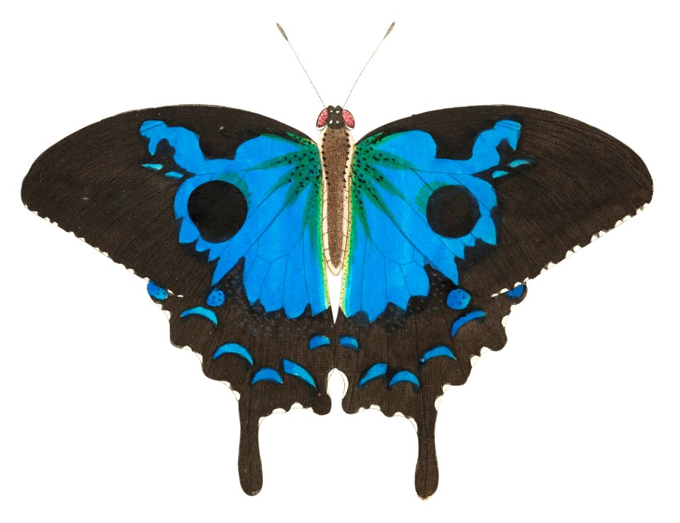 Papilio diomedes or Ulysses butterfly illustration from The Naturalist's Miscellany (1789-1813) by George Shaw (1751-1813). Free illustration for personal and commercial use.