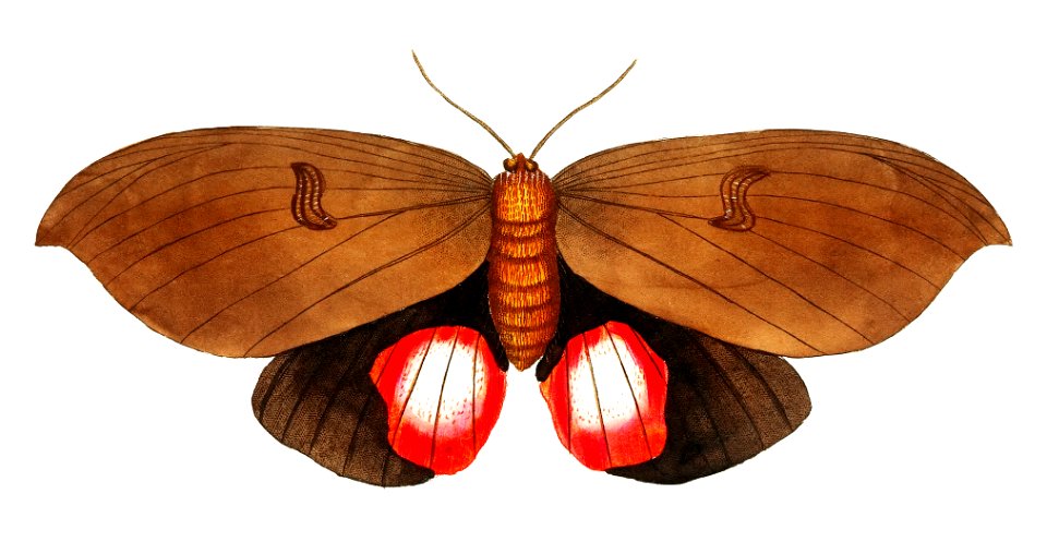 Augusta Moth illustration from The Naturalist's Miscellany (1789-1813) by George Shaw (1751-1813). Free illustration for personal and commercial use.