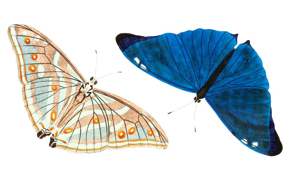 Adonis or Bright-blue Butterfly illustration from The Naturalist's Miscellany (1789-1813) by George Shaw (1751-1813)