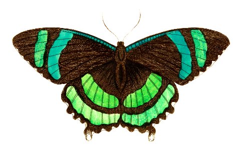 Green-banded tailed butterfly or Orontes illustration from The Naturalist's Miscellany (1789-1813) by George Shaw (1751-1813). Free illustration for personal and commercial use.