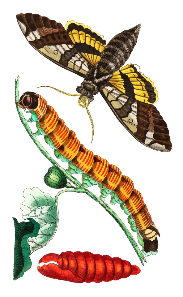 Fig Sphinx illustration from The Naturalist's Miscellany (1789-1813) by George Shaw (1751-1813). Free illustration for personal and commercial use.