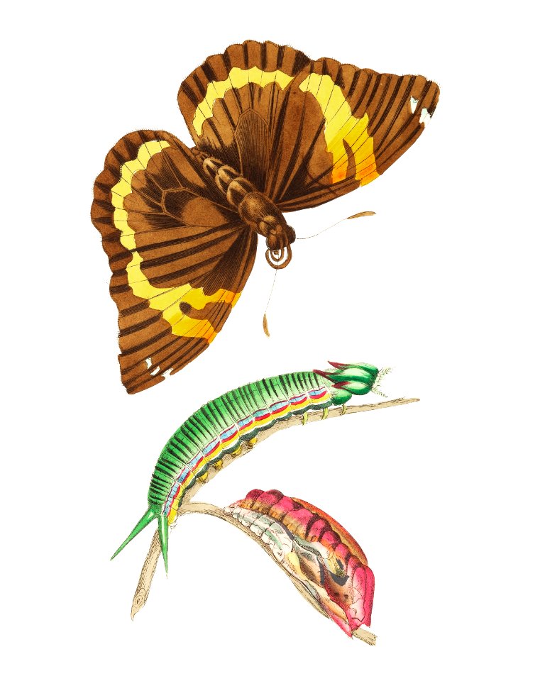 Cassia Butterfly illustration from The Naturalist's Miscellany (1789-1813) by George Shaw (1751-1813). Free illustration for personal and commercial use.