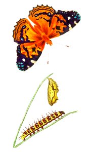 American painted lady Butterfly illustration from The Naturalist's Miscellany (1789-1813) by George Shaw (1751-1813). Free illustration for personal and commercial use.