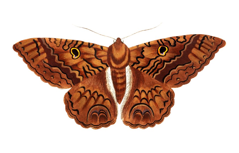 Sable Moth illustration from The Naturalist's Miscellany (1789-1813) by George Shaw (1751-1813)