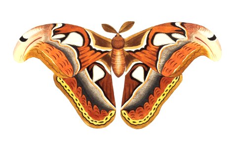 Atlas moth illustration from The Naturalist's Miscellany (1789-1813) by George Shaw (1751-1813). Free illustration for personal and commercial use.