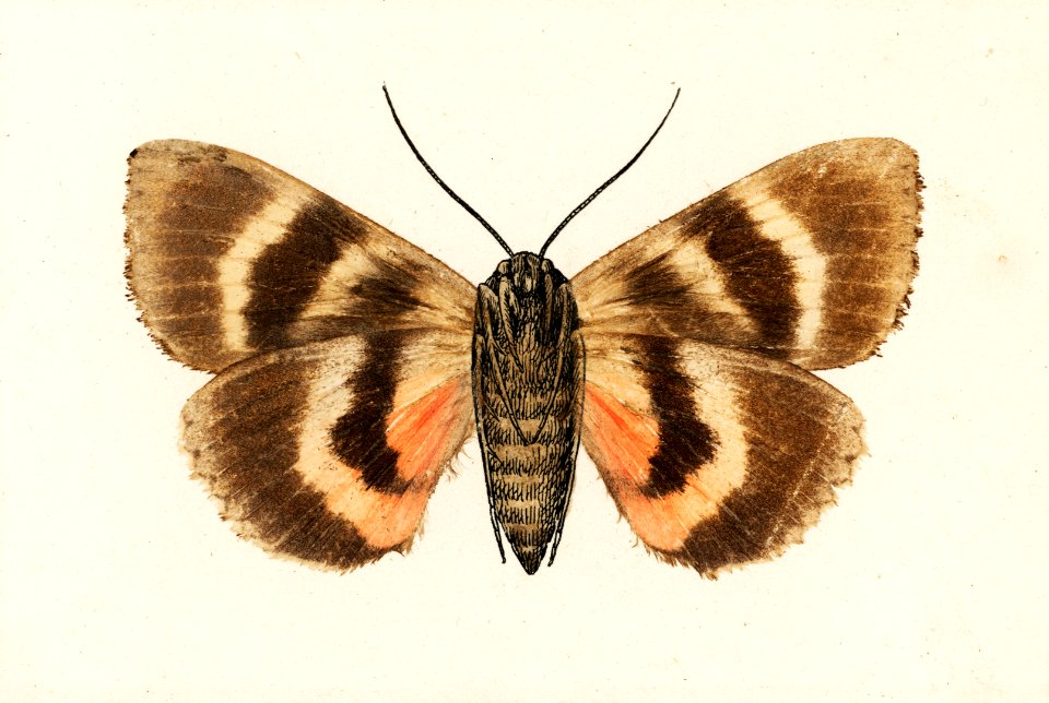 Darling Underwing (Catocala Cara) and under side from Moths and Butterflies of the United States (1900) by Sherman F. Denton (1856-1937). Digitally enhanced from our own publication.