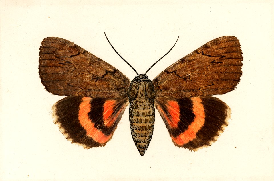 Darling Underwing (Catocala Cara) and under side from Moths and Butterflies of the United States (1900) by Sherman F. Denton (1856-1937). Digitally enhanced from our own publication.
