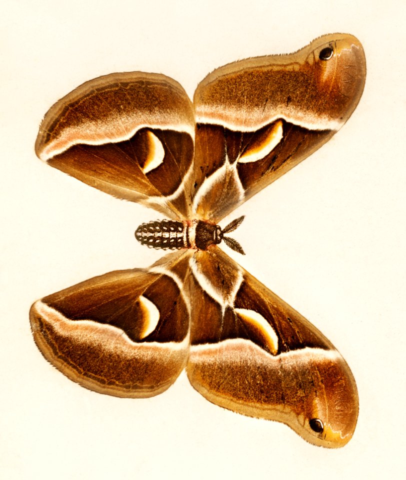 Ailanthus Silkmoth (Attacus Cynthia) from Moths and Butterflies of the United States (1900) by Sherman F. Denton (1856-1937). Digitally enhanced from our own publication.