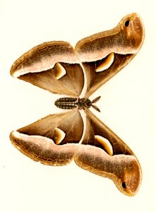 Ailanthus Silkmoth (Attacus Cynthia) from Moths and Butterflies of the United States (1900) by Sherman F. Denton (1856-1937). Digitally enhanced from our own publication.