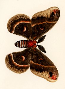 Cecropia Moth (Attacus Cecropia) from Moths and Butterflies of the United States (1900) by Sherman F. Denton (1856-1937). Digitally enhanced from our own publication.