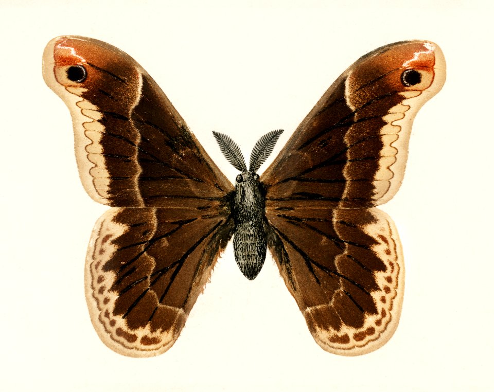 Promethea Silkmoth - Male (Attacus Promethia) from Moths and Butterflies of the United States (1900) by Sherman F. Denton (1856-1937). Digitally enhanced from our own publication.