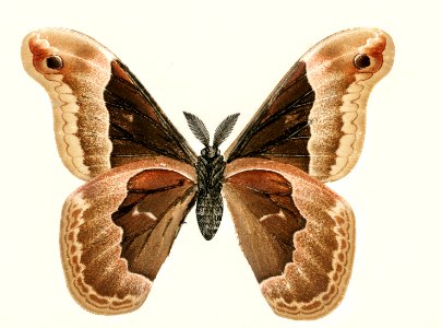 Promethea Silkmoth - Male (Attacus Promethia) from Moths and Butterflies of the United States (1900) by Sherman F. Denton (1856-1937). Digitally enhanced from our own publication.. Free illustration for personal and commercial use.