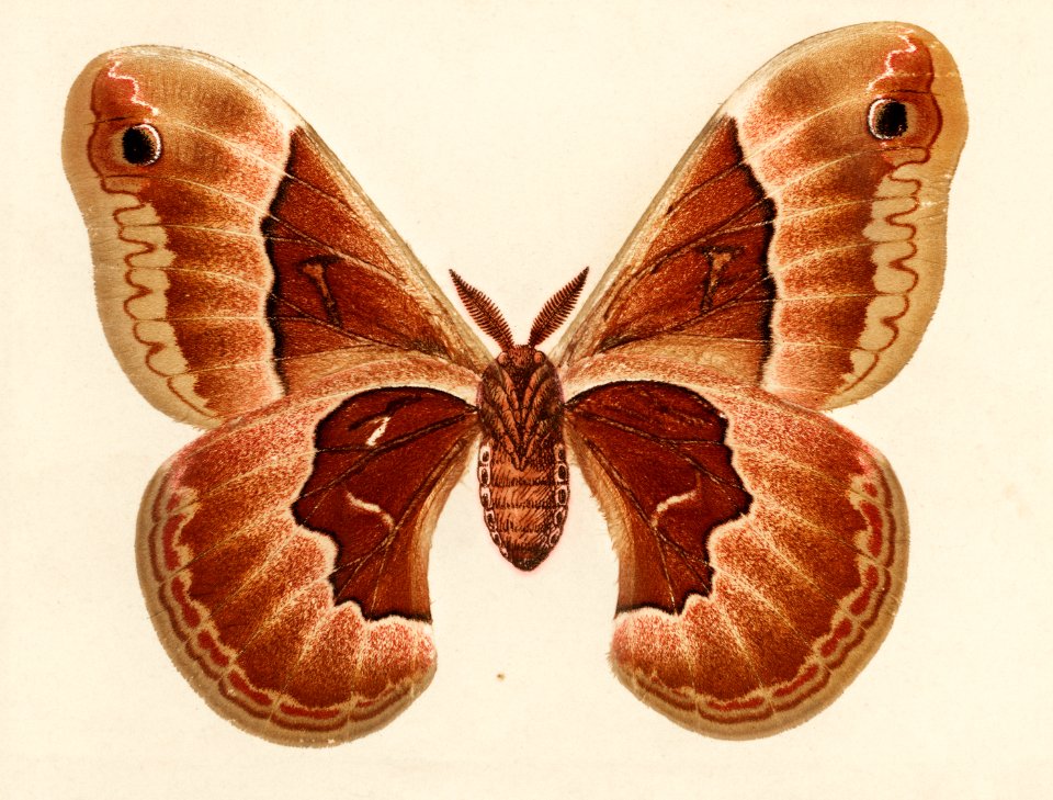 Promethea Silkmoth - Female (Attacus Promethia) from Moths and Butterflies of the United States (1900) by Sherman F. Denton (1856-1937). Digitally enhanced from our own publication.