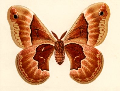 Promethea Silkmoth - Female (Attacus Promethia) from Moths and Butterflies of the United States (1900) by Sherman F. Denton (1856-1937). Digitally enhanced from our own publication.