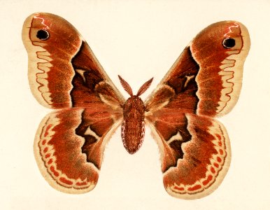 Promethea Silkmoth - Female (Attacus Promethia) from Moths and Butterflies of the United States (1900) by Sherman F. Denton (1856-1937). Digitally enhanced from our own publication.