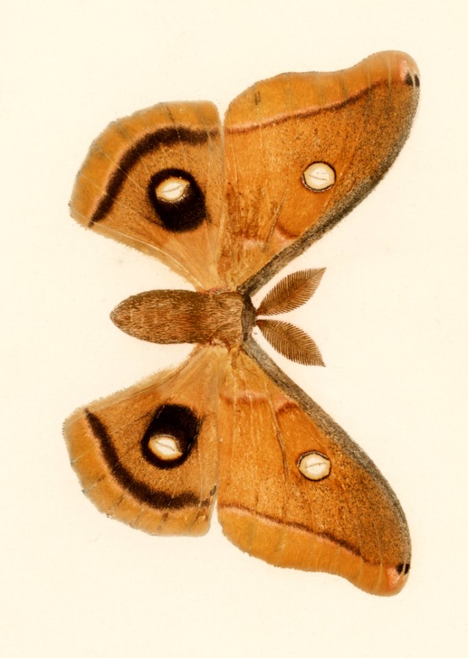 Polyphemus Moth (Telea Polyphemus) from Moths and Butterflies of the United States (1900) by Sherman F. Denton (1856-1937). Digitally enhanced from our own publication.