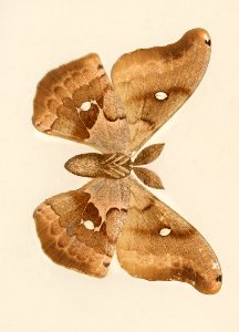 Polyphemus Moth (Telea Polyphemus) from Moths and Butterflies of the United States (1900) by Sherman F. Denton (1856-1937). Digitally enhanced from our own publication.
