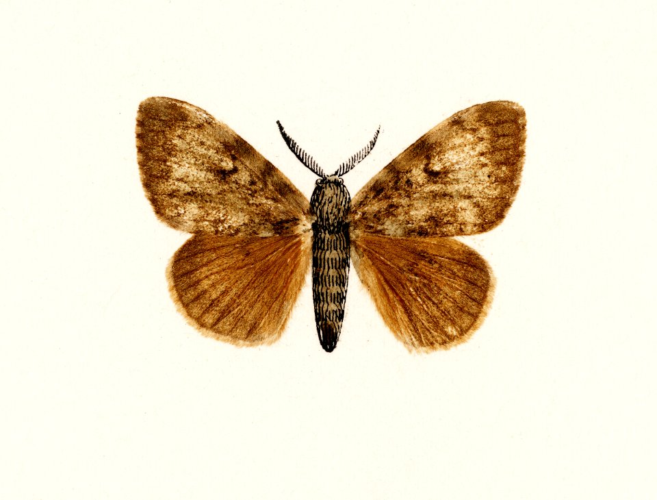 Gypsy Moth - Male, Female (Ocneria Dispar) from Moths and Butterflies of the United States (1900) by Sherman F. Denton (1856-1937). Digitally enhanced from our own publication.