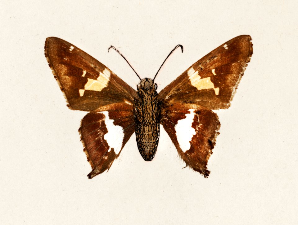 Silver-spotted Skipper (Eudamus Tityrus) from Moths and butterflies of the United States (1900) by Sherman F. Denton (1856-1937). Digitally enhanced from our own publication.