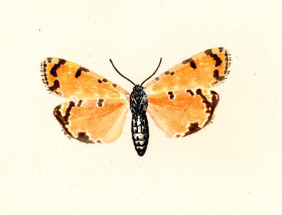 Bella Moth (Utetheisia Bella) from Moths and butterflies of the United States (1900) by Sherman F. Denton (1856-1937). Digitally enhanced from our own publication.