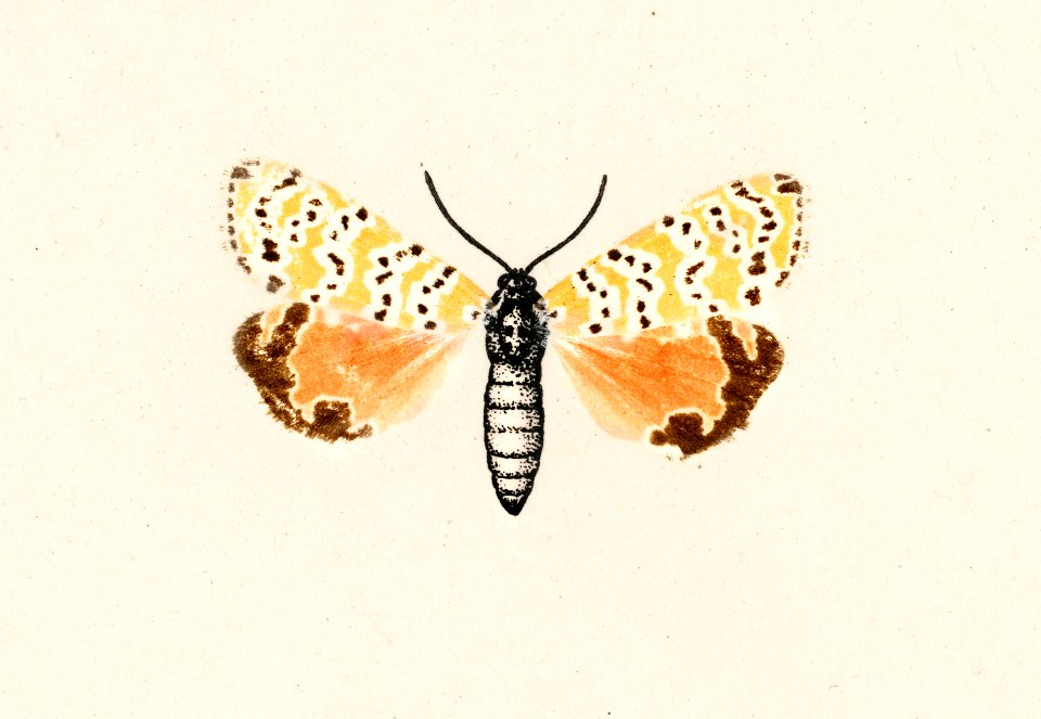 Bella Moth (Utetheisia Bella) from Moths and butterflies of the United States (1900) by Sherman F. Denton (1856-1937). Digitally enhanced from our own publication.