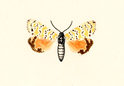 Bella Moth (Utetheisia Bella) from Moths and butterflies of the United States (1900) by Sherman F. Denton (1856-1937). Digitally enhanced from our own publication.