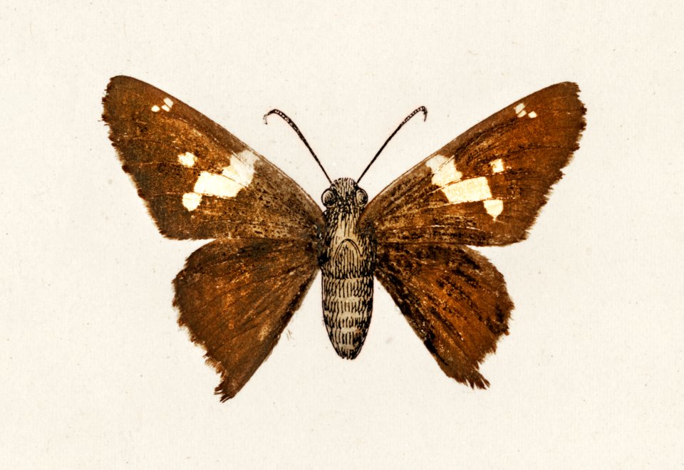 Silver-spotted Skipper (Eudamus Tityrus) from Moths and butterflies of the United States (1900) by Sherman F. Denton (1856-1937). Digitally enhanced from our own publication.