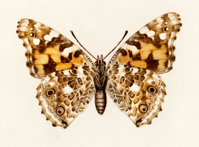 Painted Lady (Pyrameis Cardui) from Moths and butterflies of the United States (1900) by Sherman F. Denton (1856-1937). Digitally enhanced from our own publication.. Free illustration for personal and commercial use.