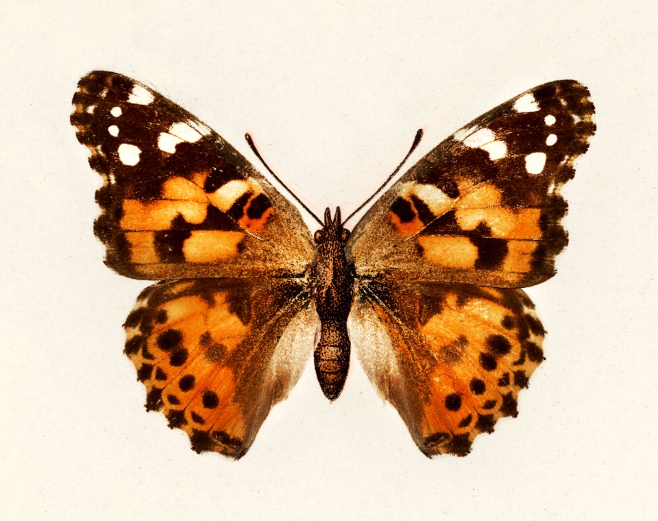 Painted Lady (Pyrameis Cardui) from Moths and butterflies of the United States (1900) by Sherman F. Denton (1856-1937). Digitally enhanced from our own publication.
