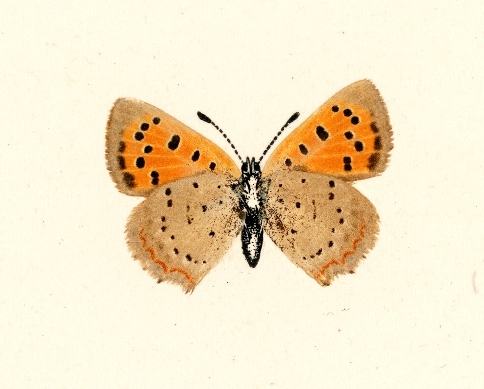 American copper (Chrysophanus Hypopleas) from Moths and butterflies of the United States (1900) by Sherman F. Denton (1856-1937). Digitally enhanced from our own publication.