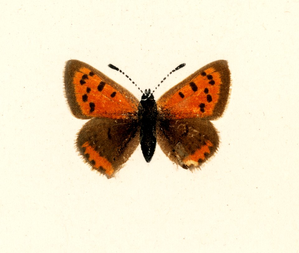 American copper (Chrysophanus Hypopleas) from Moths and butterflies of the United States (1900) by Sherman F. Denton (1856-1937). Digitally enhanced from our own publication.