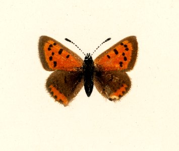 American copper (Chrysophanus Hypopleas) from Moths and butterflies of the United States (1900) by Sherman F. Denton (1856-1937). Digitally enhanced from our own publication.