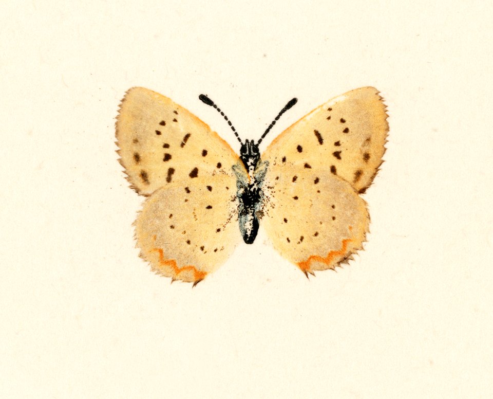 Bog Copper (Chrysophanus Epixanthe) from Moths and butterflies of the United States (1900) by Sherman F. Denton (1856-1937). Digitally enhanced from our own publication.