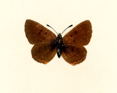 Bog Copper (Chrysophanus Epixanthe) from Moths and butterflies of the United States (1900) by Sherman F. Denton (1856-1937). Digitally enhanced from our own publication.