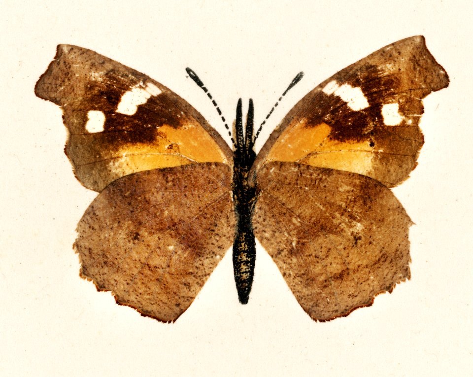Snout Butterfly (Libythea Bachmani) from Moths and butterflies of the United States (1900) by Sherman F. Denton (1856-1937). Digitally enhanced from our own publication.