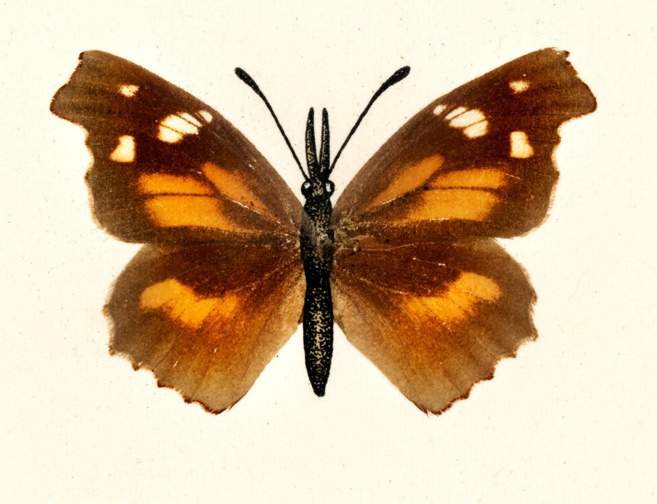 Snout Butterfly (Libythea Bachmani) from Moths and butterflies of the United States (1900) by Sherman F. Denton (1856-1937). Digitally enhanced from our own publication.