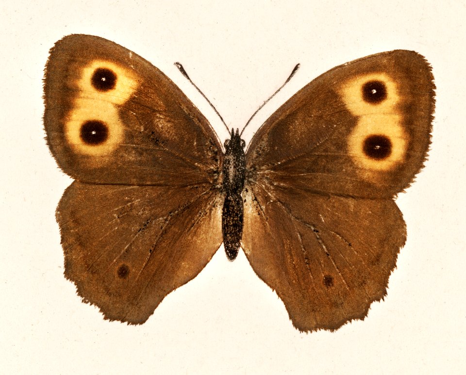 Wood-nymph (Satyrus Alope) from Moths and butterflies of the United States (1900) by Sherman F. Denton (1856-1937). Digitally enhanced from our own publication.