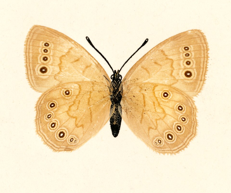 Eyed Brown Butterfly (Neonympha Canthus) from Moths and Butterflies of the United States (1900) by Sherman F. Denton (1856-1937). Digitally enhanced from our own publication.