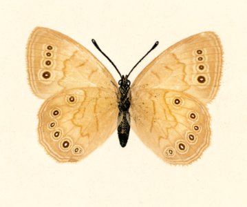 Eyed Brown Butterfly (Neonympha Canthus) from Moths and Butterflies of the United States (1900) by Sherman F. Denton (1856-1937). Digitally enhanced from our own publication.
