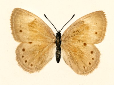 Eyed Brown Butterfly (Neonympha Canthus) from Moths and Butterflies of the United States (1900) by Sherman F. Denton (1856-1937). Digitally enhanced from our own publication.