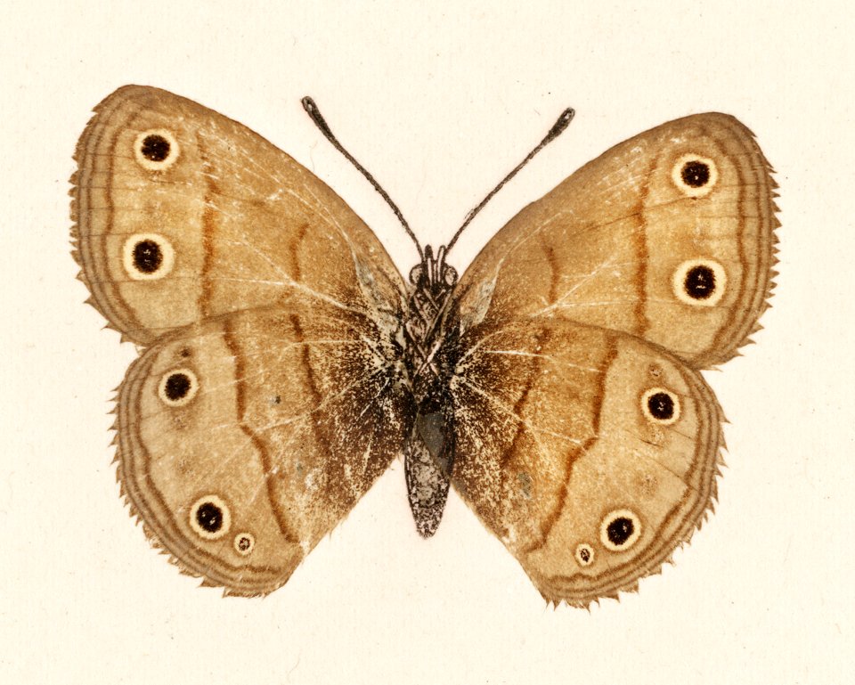 Wood Satyrus (Neonympha Eurythris) from Moths and butterflies of the United States (1900) by Sherman F. Denton (1856-1937). Digitally enhanced from our own publication.