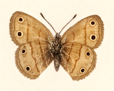 Wood Satyrus (Neonympha Eurythris) from Moths and butterflies of the United States (1900) by Sherman F. Denton (1856-1937). Digitally enhanced from our own publication.