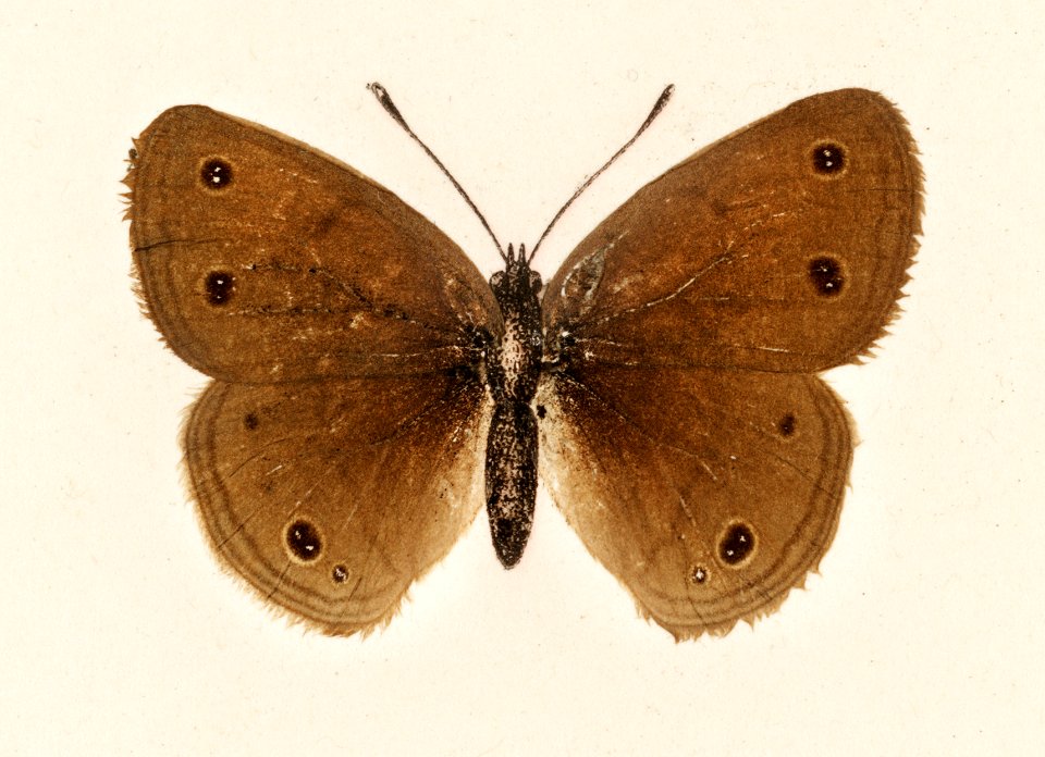 Wood Satyrus (Neonympha Eurythris) from Moths and butterflies of the United States (1900) by Sherman F. Denton (1856-1937). Digitally enhanced from our own publication.