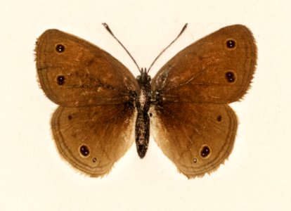Wood Satyrus (Neonympha Eurythris) from Moths and butterflies of the United States (1900) by Sherman F. Denton (1856-1937). Digitally enhanced from our own publication.