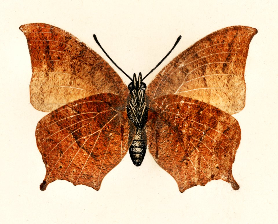 Tropical Leafwing (Paphia Troglodyta) from Moths and butterflies of the United States (1900) by Sherman F. Denton (1856-1937). Digitally enhanced from our own publication.
